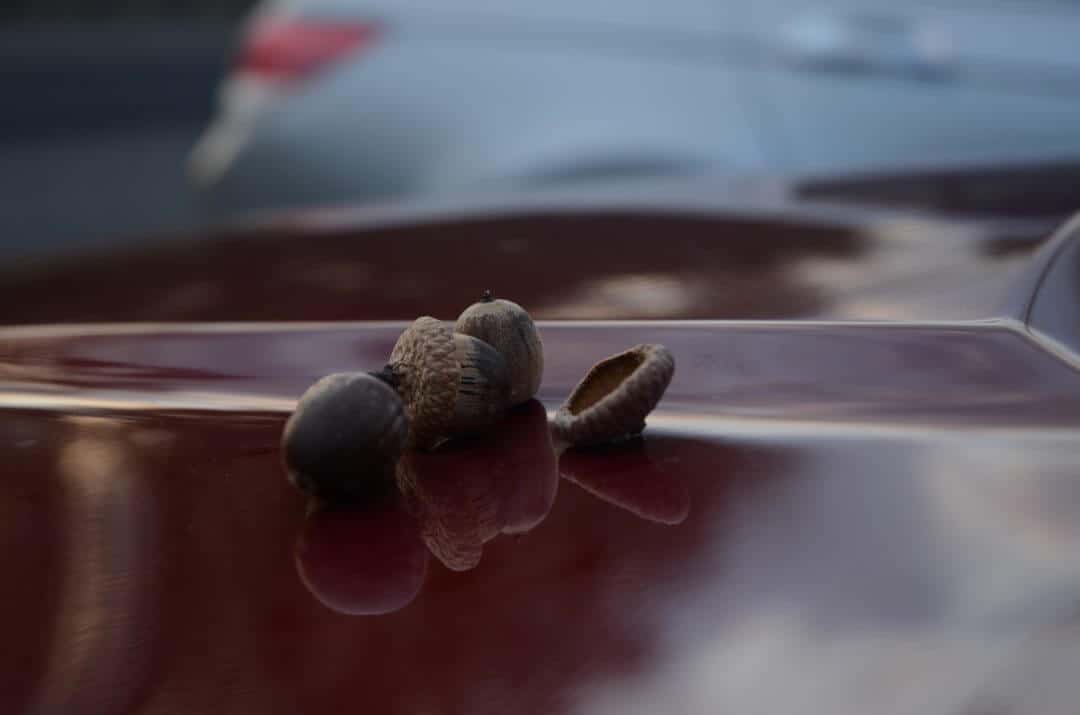Acorn dent removal service showing vehicle hood with multiple small dents from falling acorns typical of Massachusetts oak tree damage